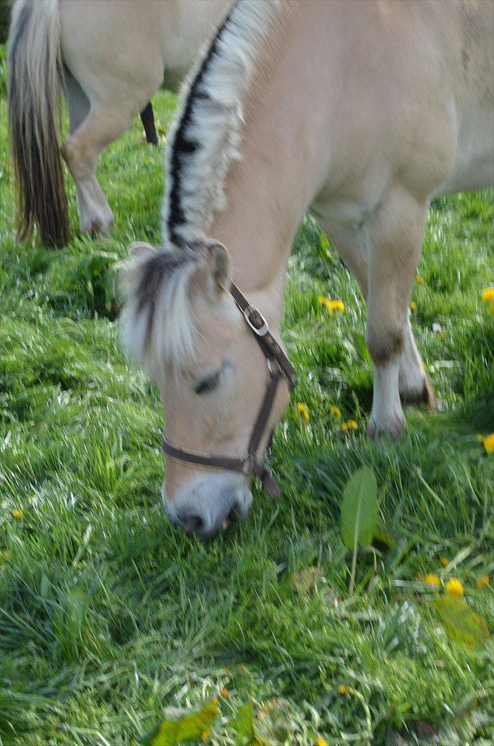 Fjordhest Mulle carlsminde (Multo) billede 9