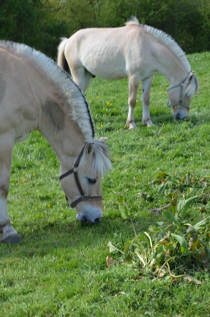 Fjordhest Mulle carlsminde (Multo) billede 10