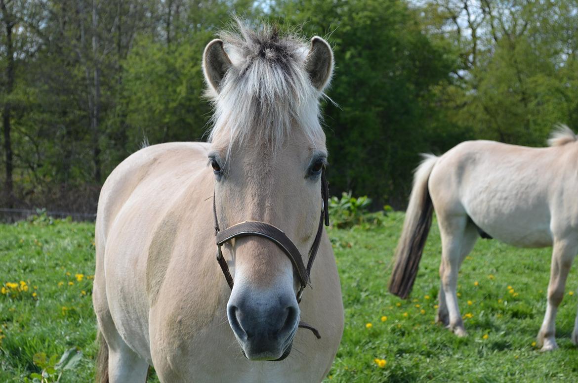 Fjordhest Mulle carlsminde (Multo) billede 5