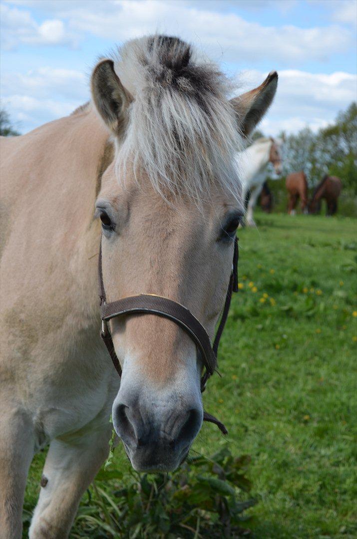 Fjordhest Mulle carlsminde (Multo) billede 1