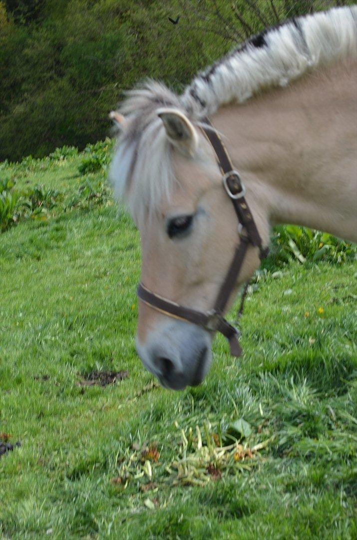 Fjordhest Mulle carlsminde (Multo) billede 11