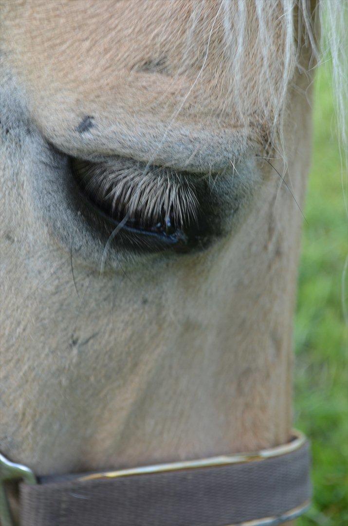 Fjordhest Mulle carlsminde (Multo) billede 2