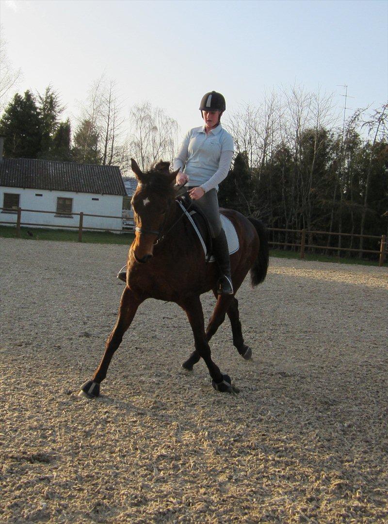 Trakehner Piccadelly  - Til træning :D billede 11