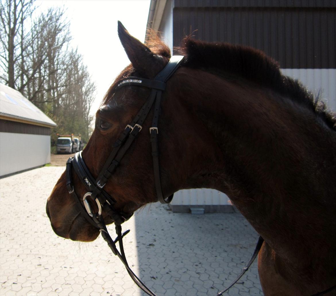 Trakehner Piccadelly  billede 12