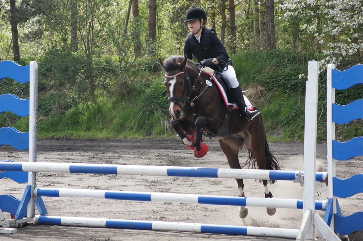 New Forest Equile's Maurita - Er så stolt! Vores første distrikstævne, og vi red 2 fejlfrie runder!<3 Elsker dig Mau<3 Taget af Amanda Absalonsen Busk billede 9