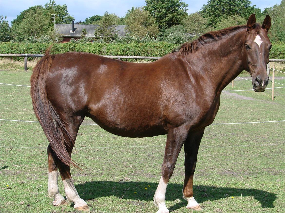 Dansk Varmblod Lindehøjs Reisi billede 6