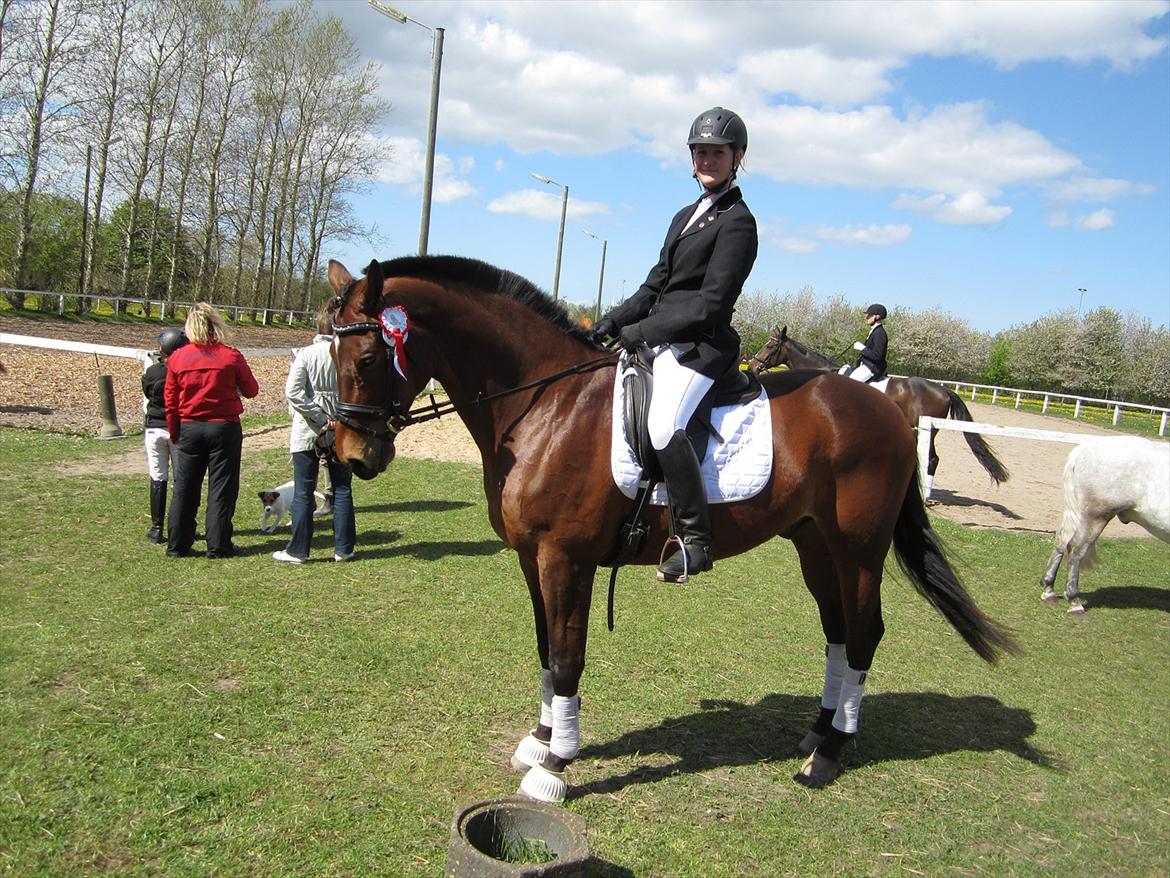 Trakehner Piccadelly  - Til stævne idag(D.5/5) vandt LB2 med 62,92 % ;) billede 13