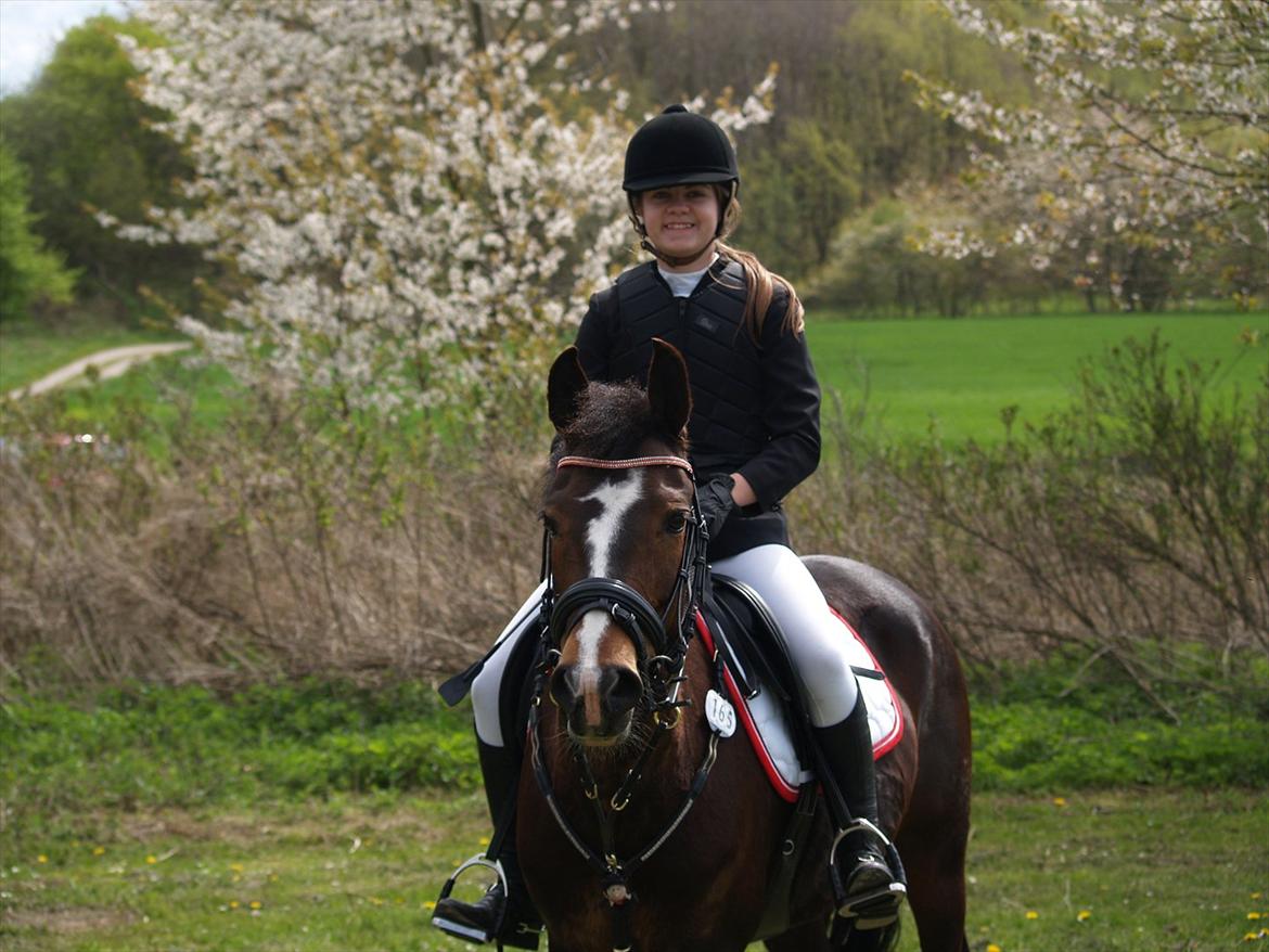 New Forest Equile's Maurita - Maurita, du er simpelthen så sød <3 billede 15