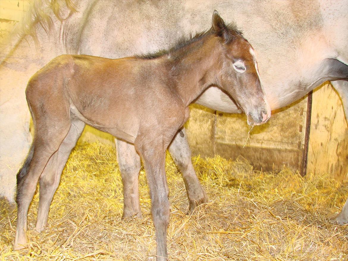 Dansk Varmblod Lw Finess billede 14