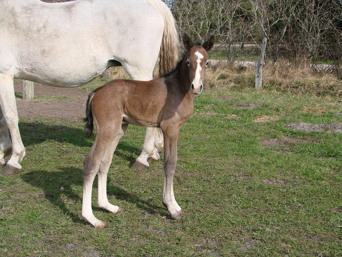 Dansk Varmblod Lw Finess billede 16