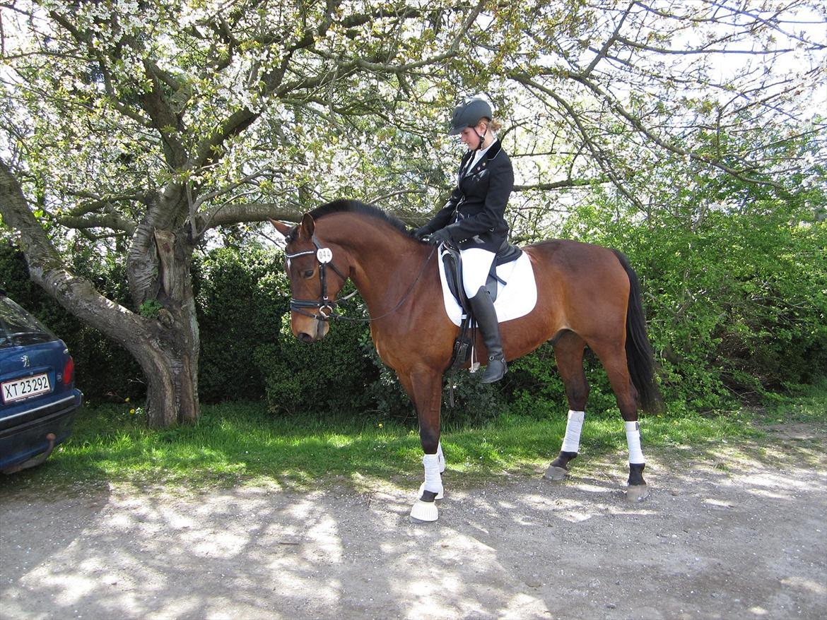 Trakehner Piccadelly  billede 14