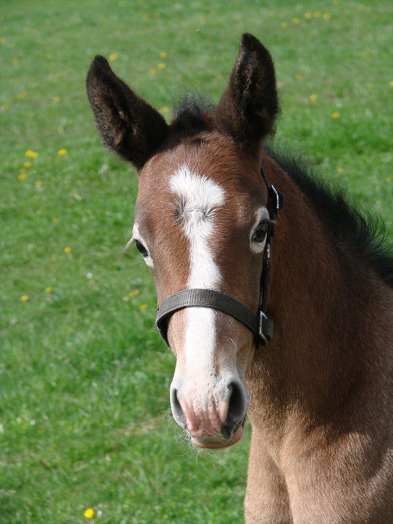 Dansk Varmblod Lw Finess billede 2