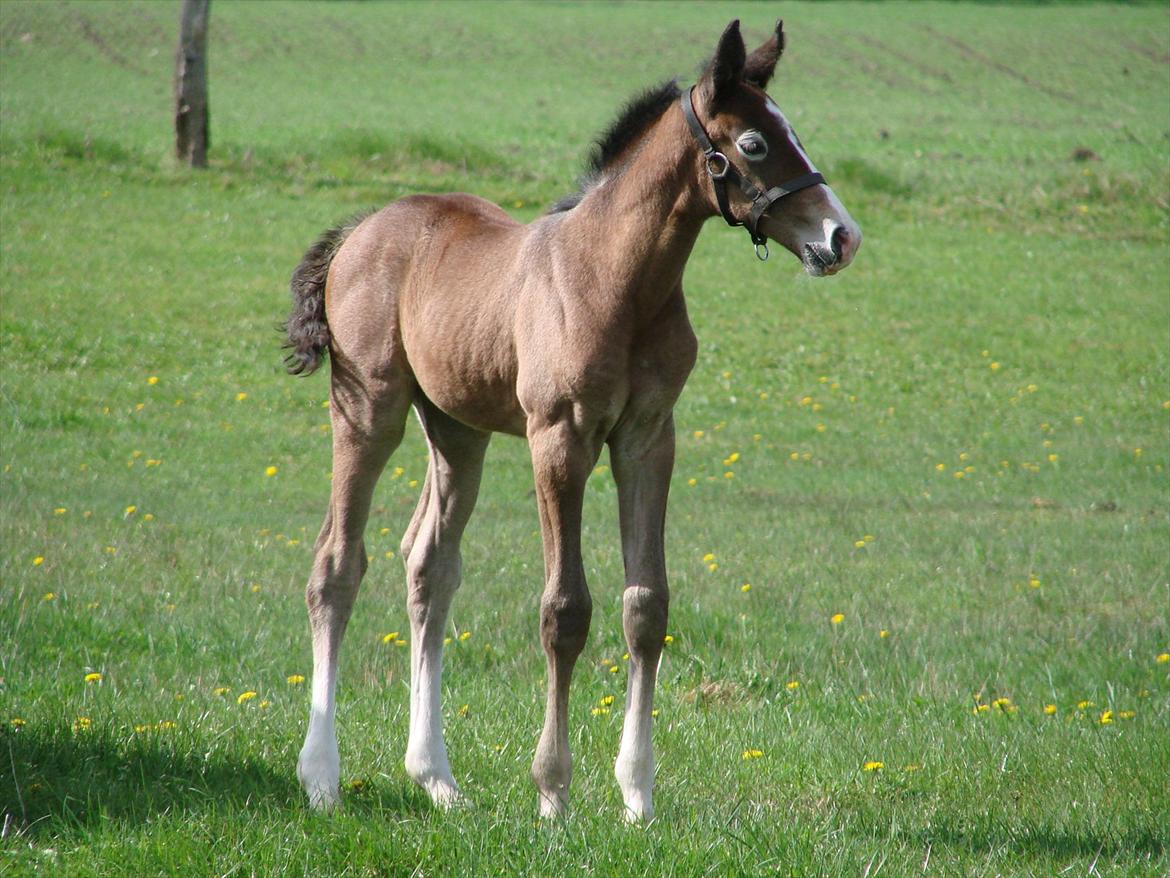 Dansk Varmblod Lw Finess billede 6