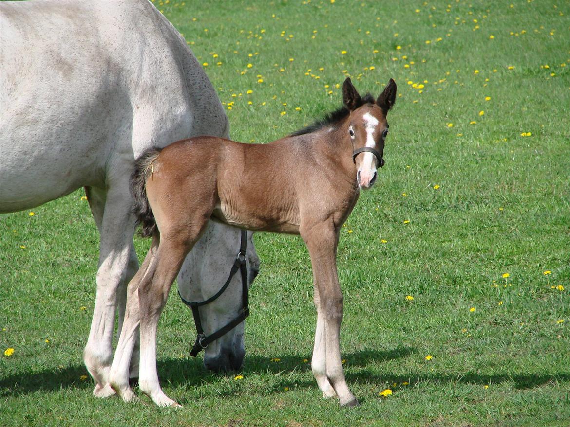 Dansk Varmblod Lw Finess billede 10