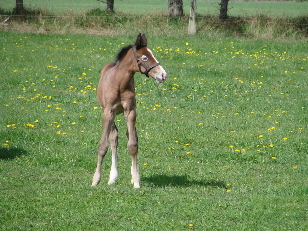 Dansk Varmblod Lw Finess billede 4
