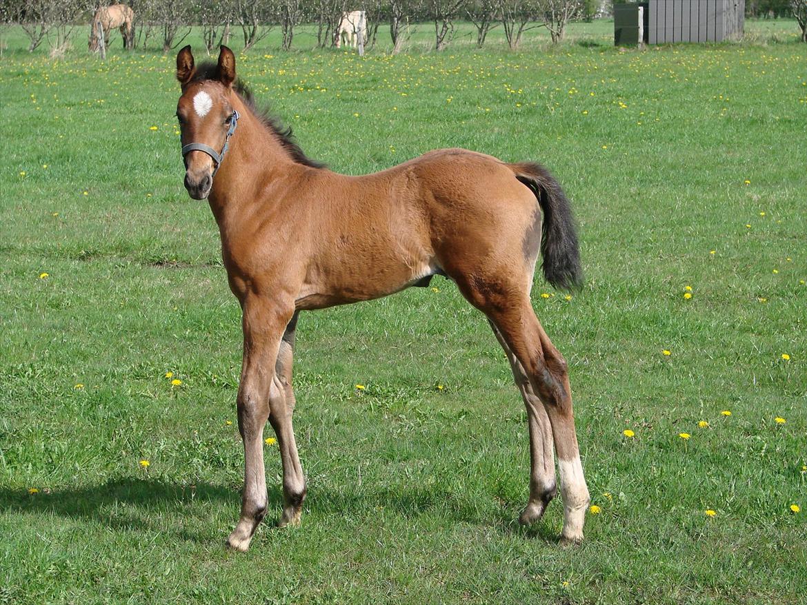 Dansk Varmblod Zig Zag Zugar billede 4
