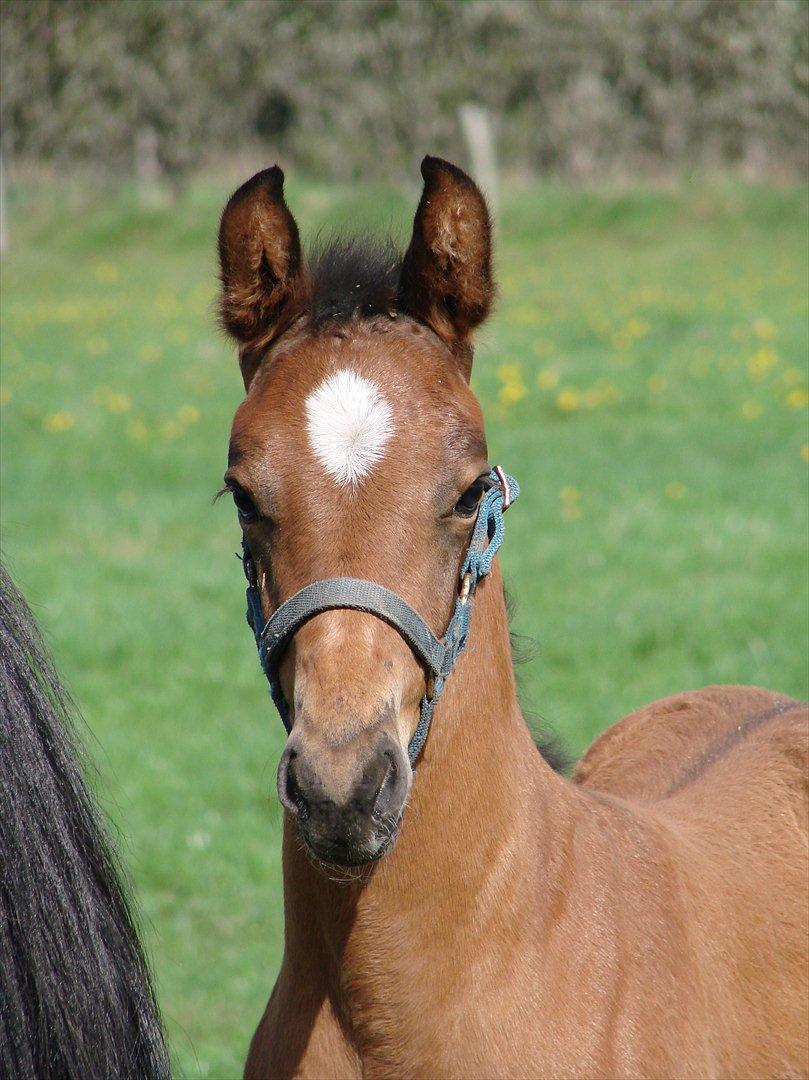 Dansk Varmblod Zig Zag Zugar billede 1