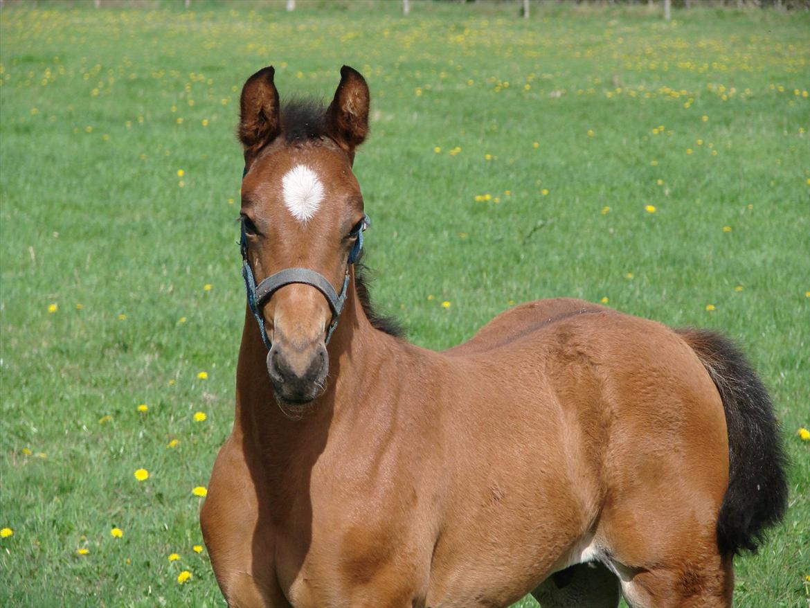 Dansk Varmblod Zig Zag Zugar billede 2