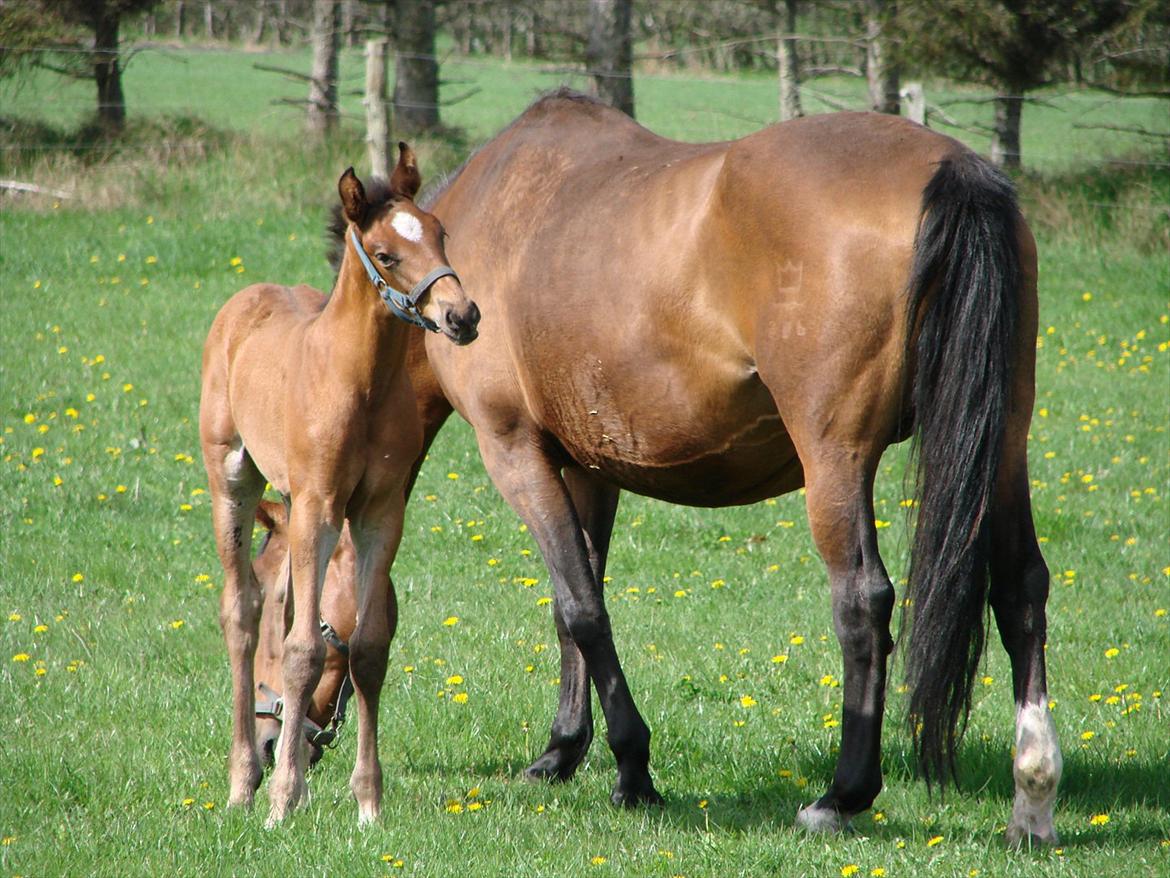 Dansk Varmblod Zig Zag Zugar billede 16