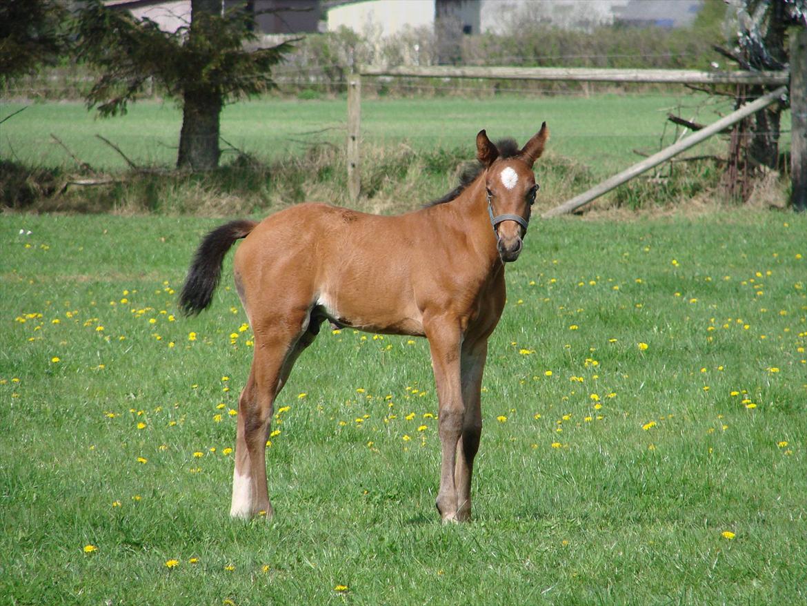 Dansk Varmblod Zig Zag Zugar billede 17