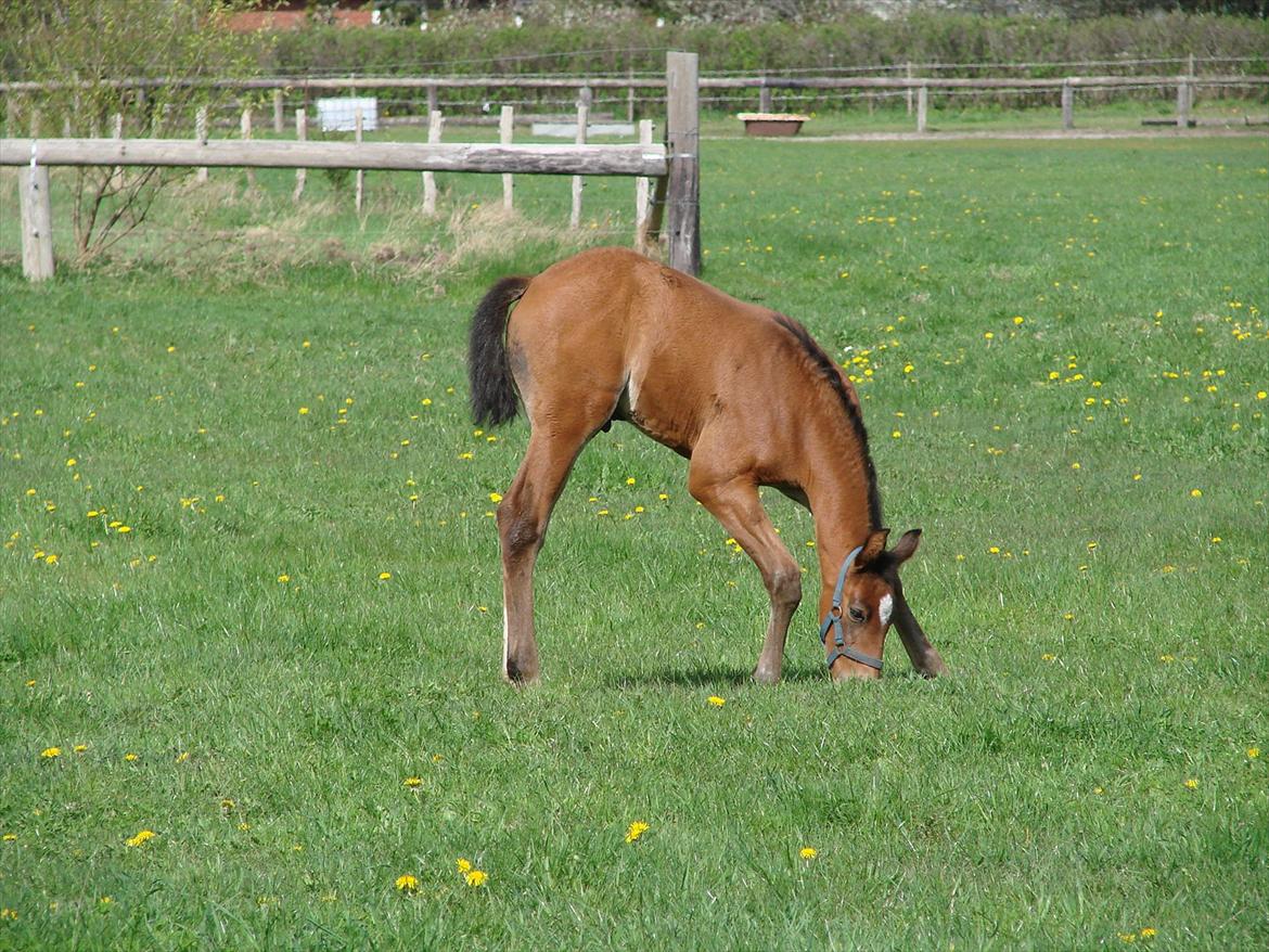 Dansk Varmblod Zig Zag Zugar billede 8