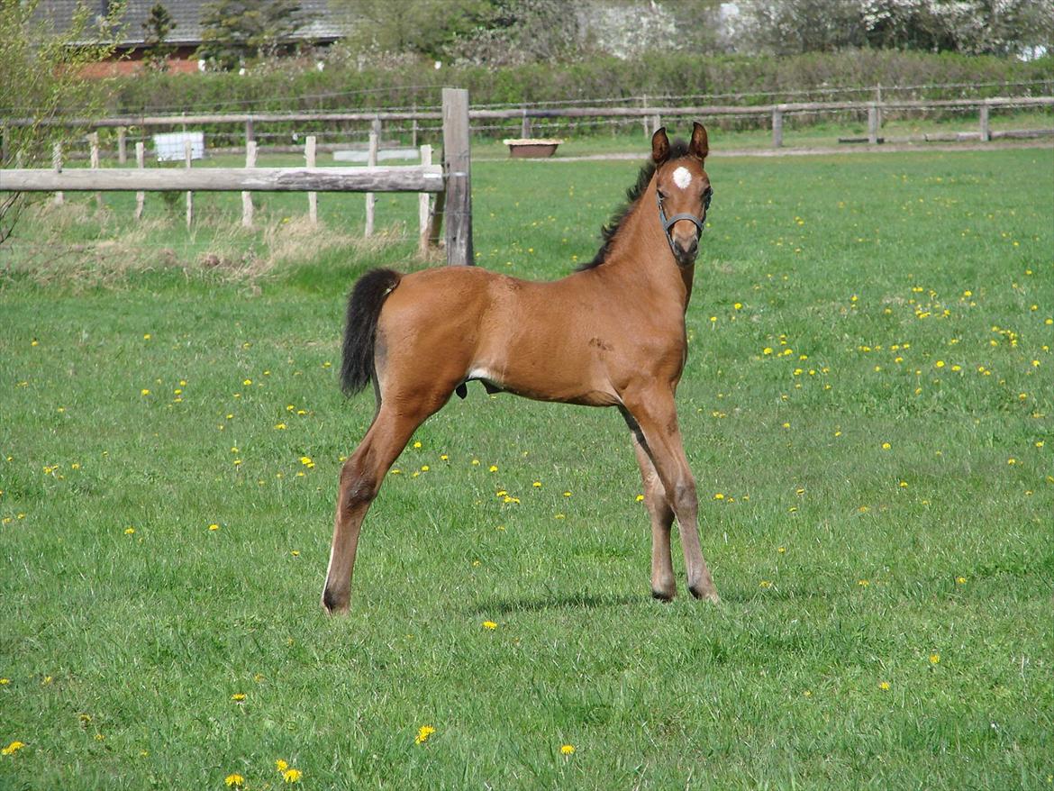 Dansk Varmblod Zig Zag Zugar billede 14