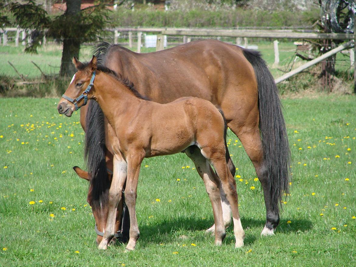 Dansk Varmblod Zig Zag Zugar billede 11