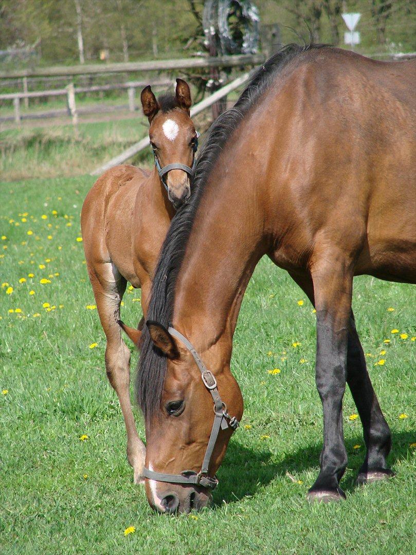 Dansk Varmblod Zig Zag Zugar billede 6