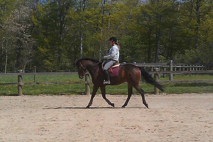 Anden særlig race Santos - Santos efter 3 måneder. billede 2