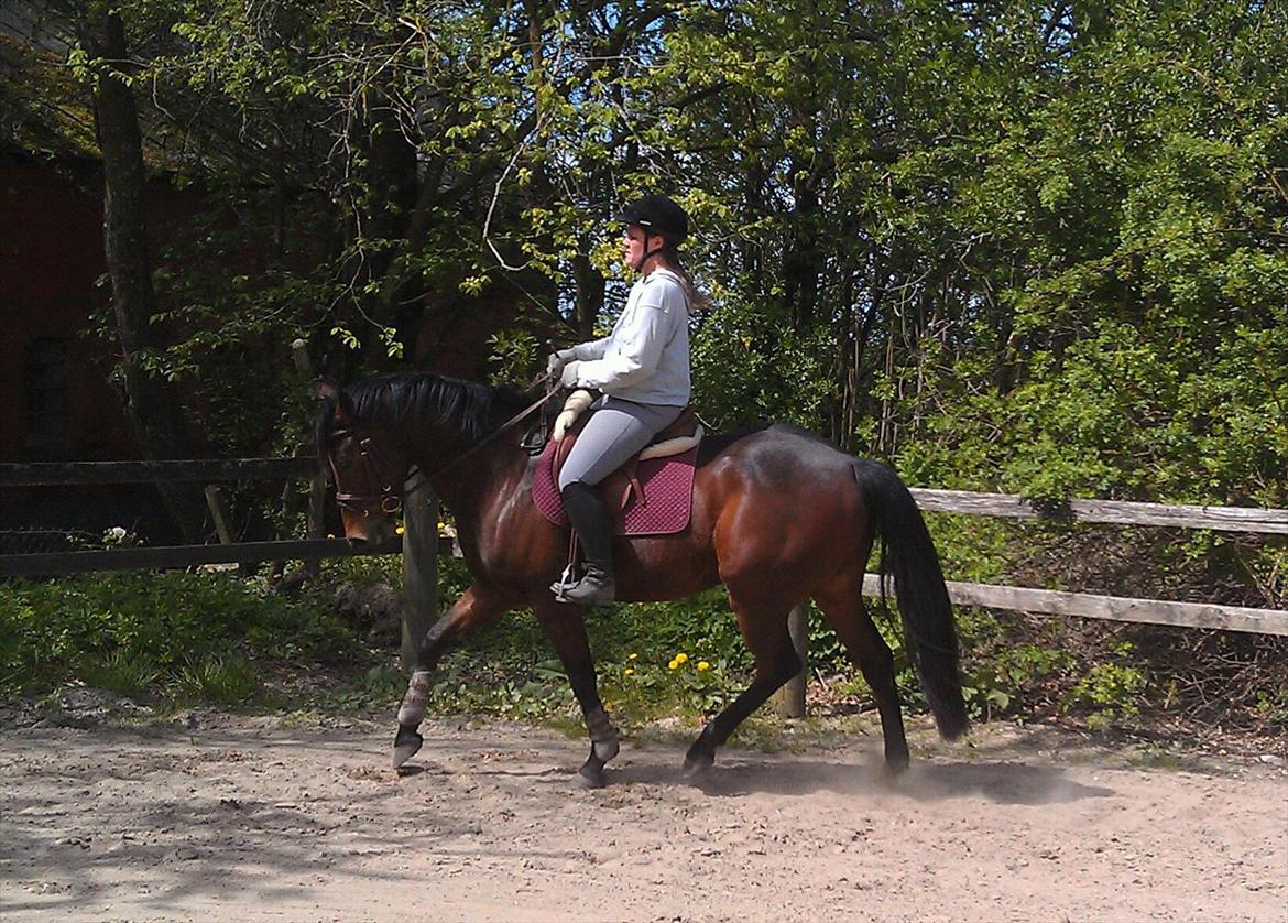 Anden særlig race Santos billede 8