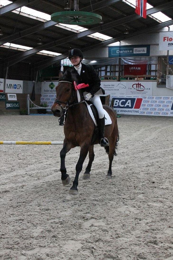 Anden særlig race Charley - Klubmester i dressur for pony 2012 :-) Foto Emma A billede 2