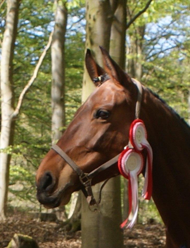 Dansk Varmblod Coffee Cup - Smukke Coffee efter et dejlig stævne i Ebeltoft billede 1