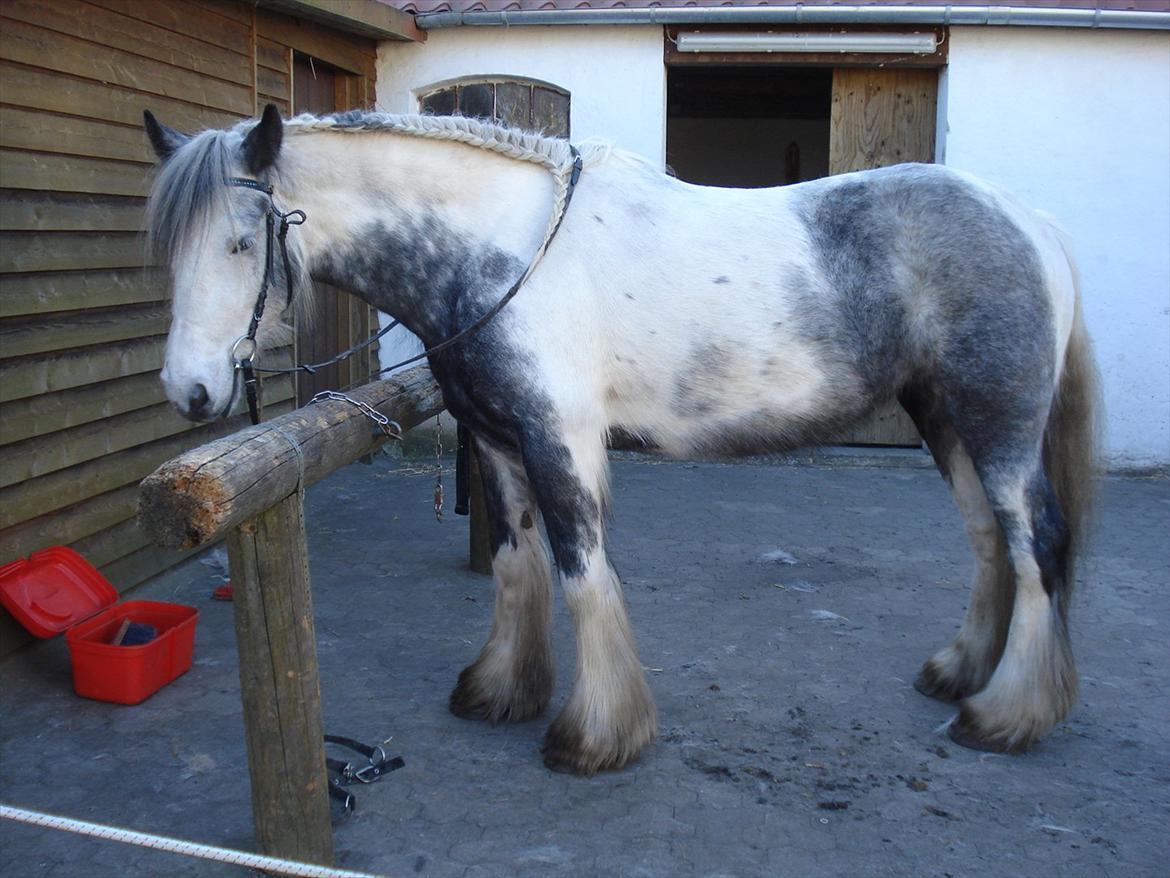 Irish Cob Kastanjelundens Simone - :-) billede 4