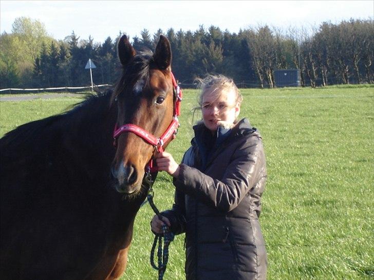 Knabstrupper Nørregaard's Xantina billede 3