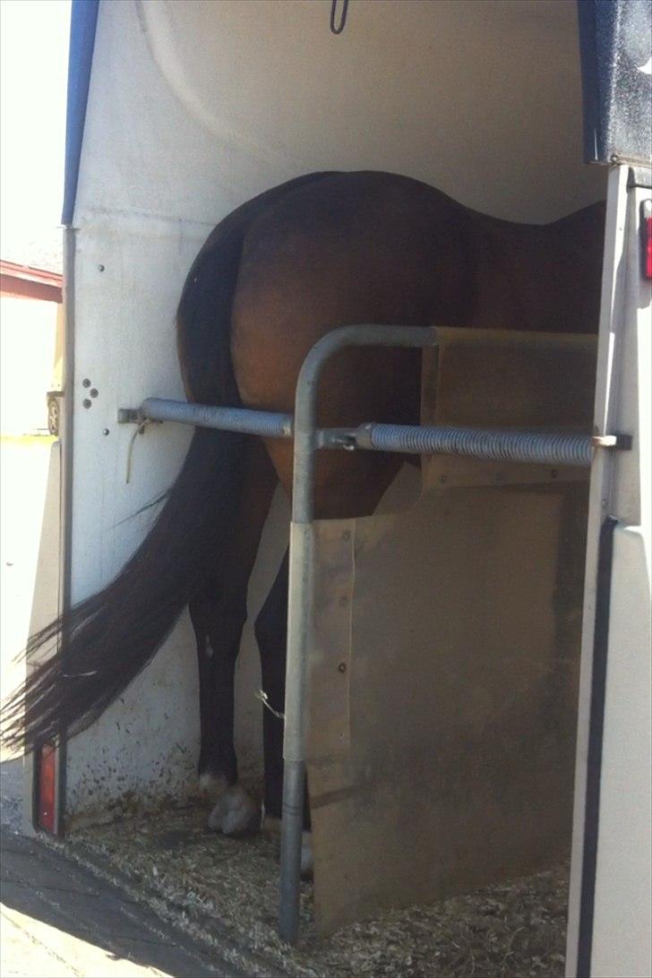 Dansk Varmblod Ørsteds Mister Napolion - på vej ud af traileren, den dag han blev min :D billede 16