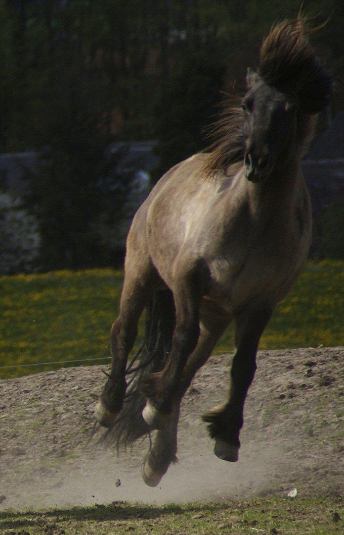 Islænder - SKÁTI <3 - Cecilie Pedersen 2012 billede 20