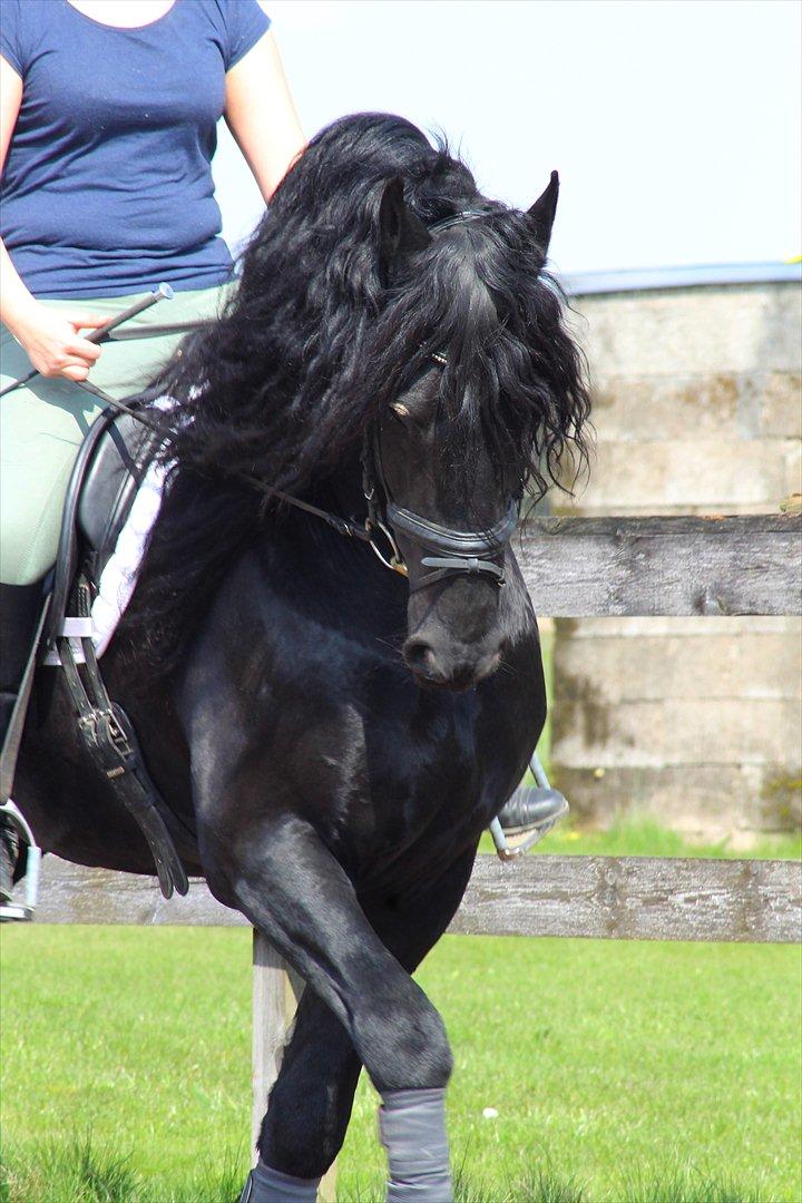 Frieser O' Damien SPORT - Foto: Calliston billede 1