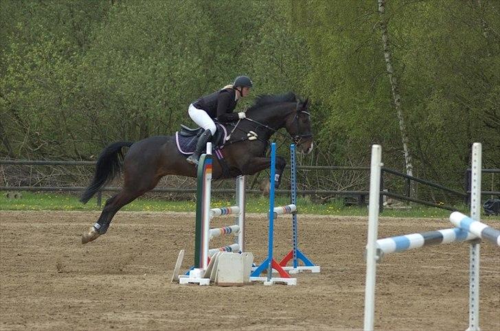 Holstener Prior's Hubert *ENGEL* <3 R.I.P 04-10-2012 - Nr. 15 - Nyt, stævne på BAL! 6 plads <3 billede 13