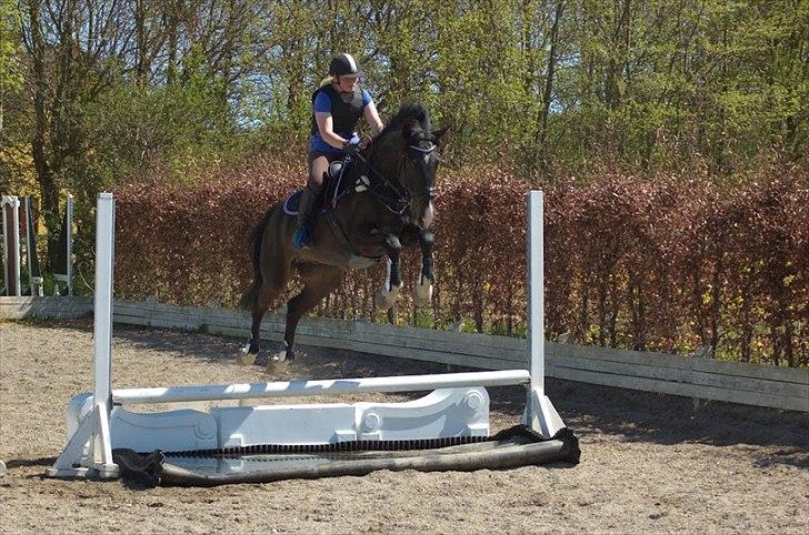 Holstener Prior's Hubert *ENGEL* <3 R.I.P 04-10-2012 - Nr. 16 - NYT! aller første gang på vand <3 han er en stjene <3 billede 14