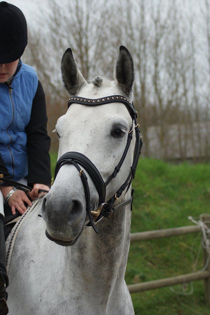 Polsk Varmblod My Little Boy - My Little Boy´s allerførste stævne. billede 2