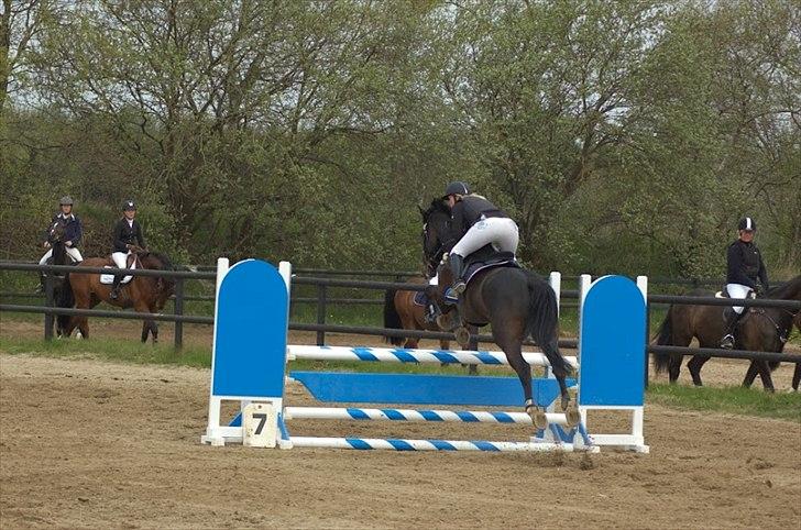 Holstener Prior's Hubert *ENGEL* <3 R.I.P 04-10-2012 - Nr. 4 - du er som sendt fra gud<3 billede 3