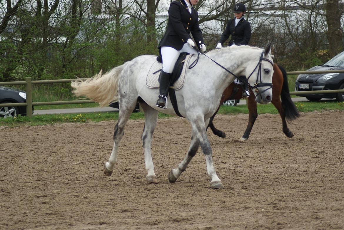 Polsk Varmblod My Little Boy - Opvarmning til Lc3 på VER billede 3