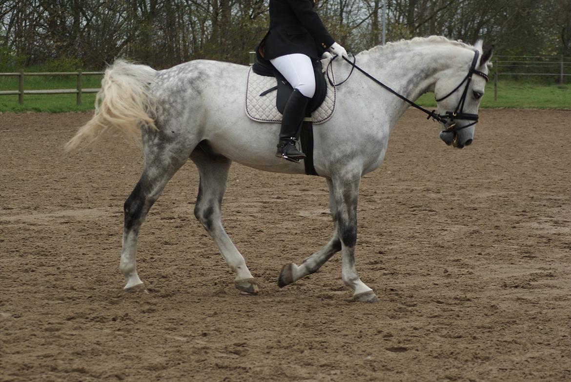 Polsk Varmblod My Little Boy billede 4