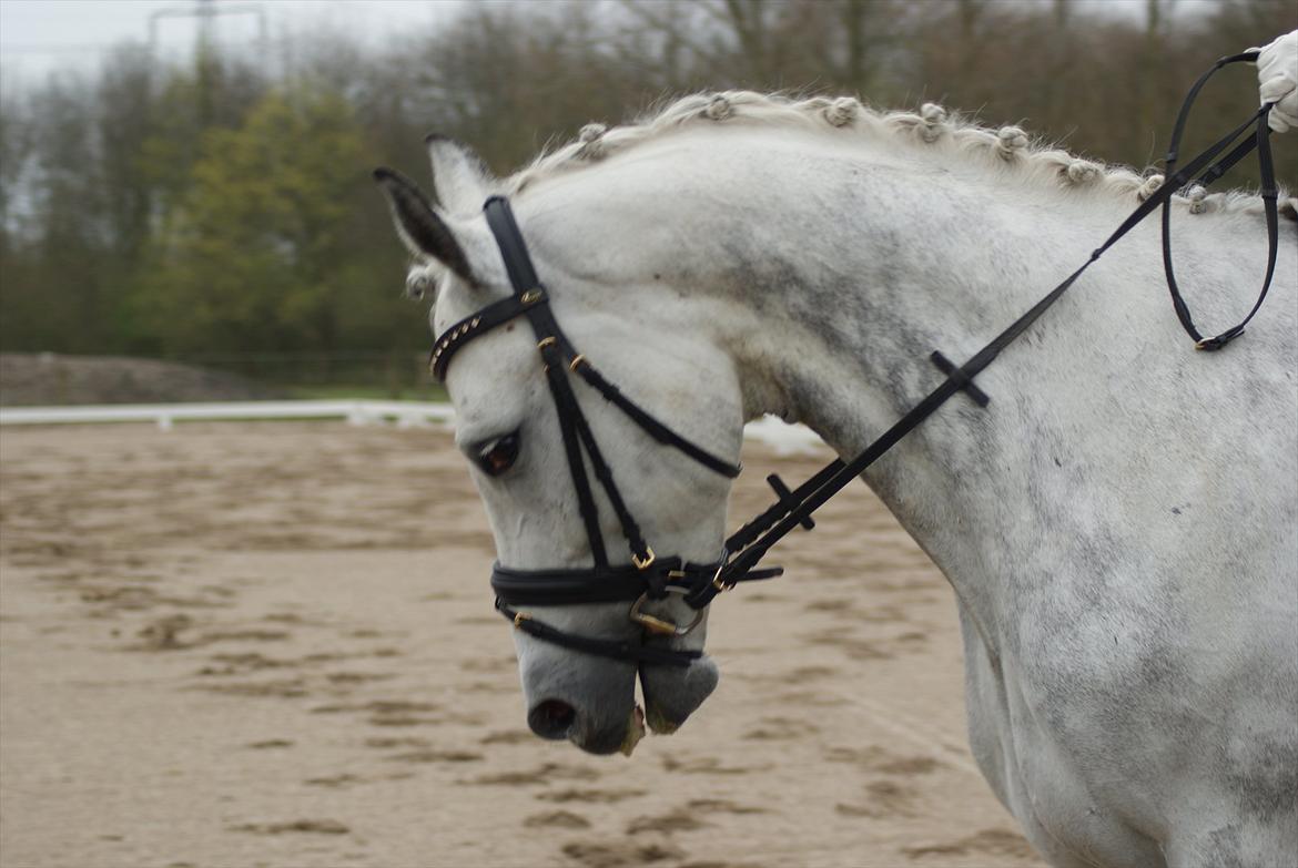 Polsk Varmblod My Little Boy - Velkommen til My Little Boy´s profil :) billede 1