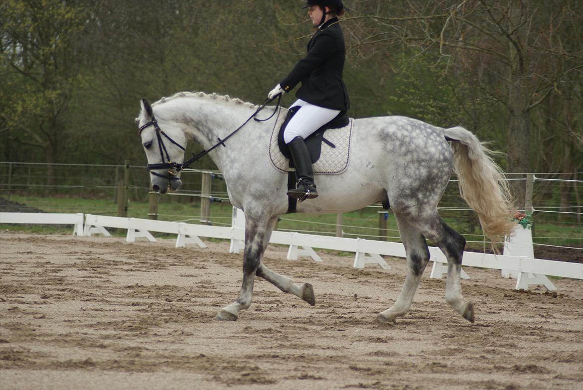 Polsk Varmblod My Little Boy billede 8