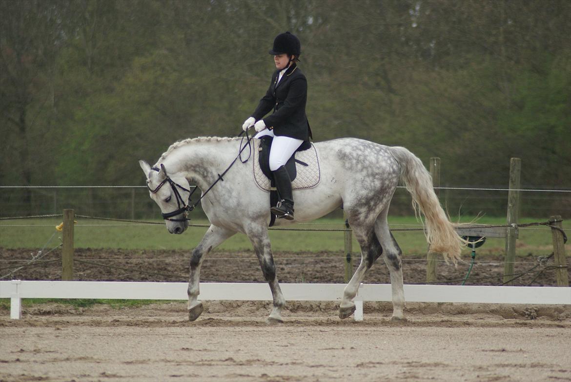 Polsk Varmblod My Little Boy billede 7