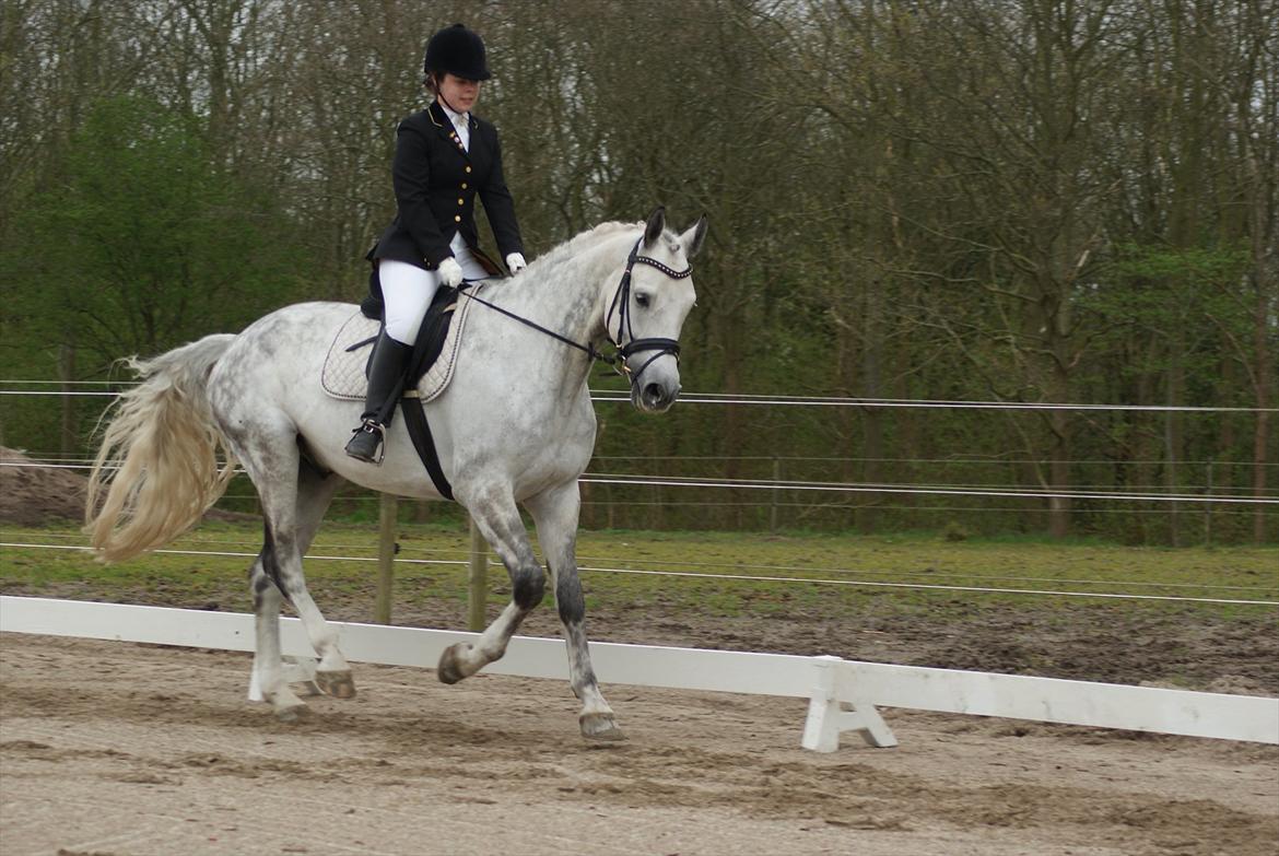 Polsk Varmblod My Little Boy billede 9