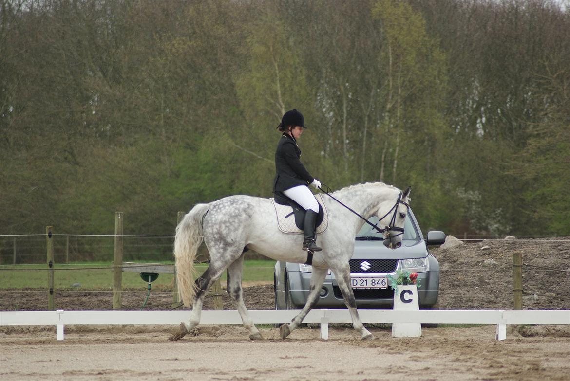 Polsk Varmblod My Little Boy - My Little Boy´s allerførste stævne, han var så sød vi red lc3 til 64, 7%. billede 6