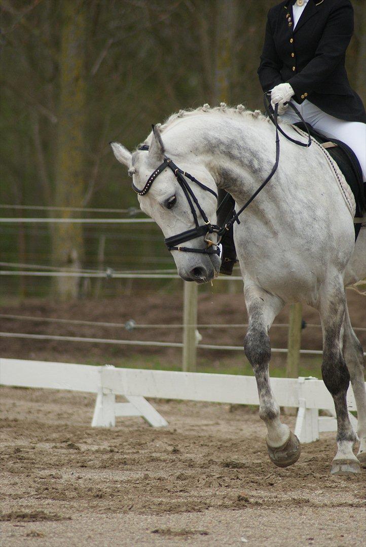 Polsk Varmblod My Little Boy billede 10