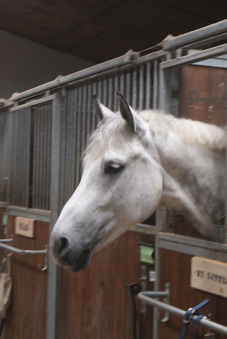 Polsk Varmblod My Little Boy billede 19